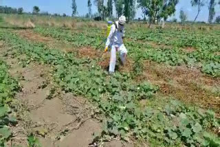 panipat farmers crop damage