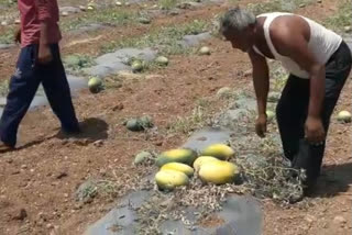 Countrywide Lockdown: A farmer who cannot sell watermelon