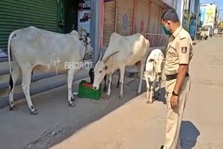 police constable give one tre tomato for street cows