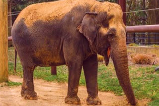Ambika was the third oldest Asian elephant in the North American population.