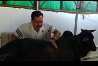 Former minister Narottam Mishra serving cow in lockout