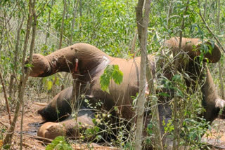 elephant deadbody found in khurda