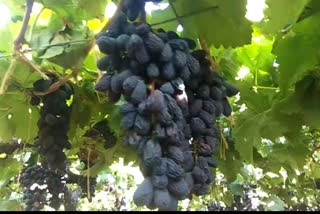 grapes