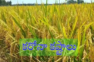 Corona effect on paddy farmers in godavari districts