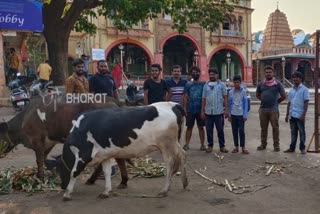 Sri Rama Sena activists giving fodder to street cows at Hubli