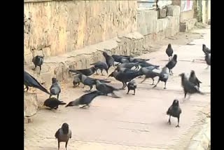 Gadag people who feed to crows
