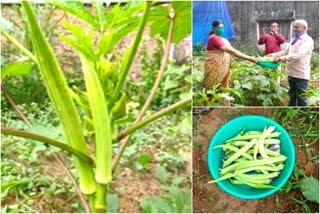 social kitchen  community kitchen  ജീവനിയുടെ പച്ചക്കറികൾ  vegetables to the community kitchen