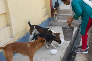 food for street dogs