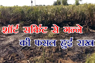 Radaur - fire in sugarcane crop caused by short circuit of electricity, loss of lakhs of farmer