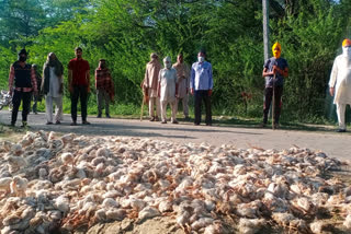 Dead chickens found in Guhala Chika