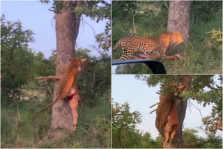 A video of a leopard effortlessly climbing a tree