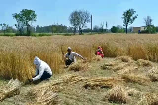 effect of lockdown farmers palwal