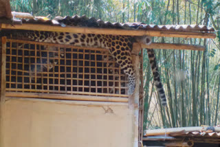 leopard injured villager