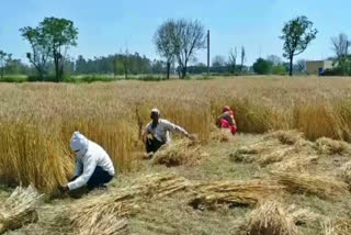 effect of lockdown on farmers palwal