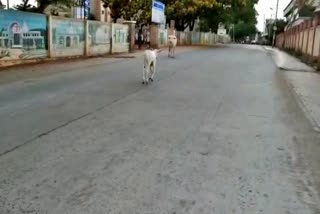 cow-and-calf-wandering-for-food-during-lockdown