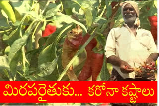 corona affect on mirchi in AP