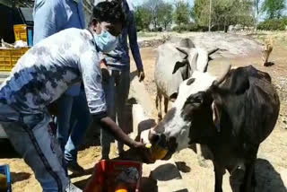 imals facing food problem in rewari