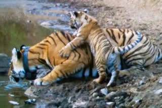 सरिस्का टाइगर रिजर्व में बाघिन ने शावक को दिया जन्म, Tigress gives birth to cub in Sariska Tiger Reserve