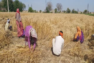 farmer troubled by lockdown in faridabad