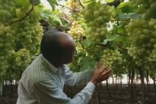 Grapes Crop