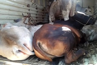 bharatpur news, rajasthan news, cow smuggler, rajasthan lock down