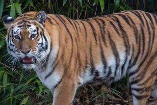 tiger attack  Pilibhit  tiger  കടുവയുടെ ആക്രമണം  കര്‍ഷകൻ കൊല്ലപ്പെട്ടു  ഉത്തര്‍ പ്രദേശ്  പിലിഭിത് കടുവ സംരക്ഷണ കേന്ദ്രം