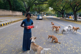 lady giving food to 21 dogs at jantar mantar during lockdown