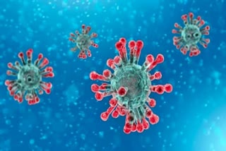 coronavirus in india