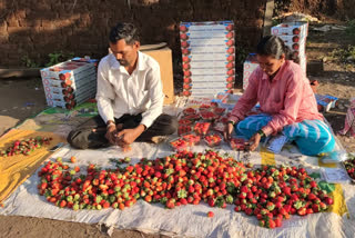 MAHABALESHWAR STRAWBERRY