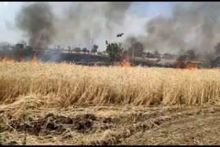 Fire in ripe wheat crop in hoshangabad