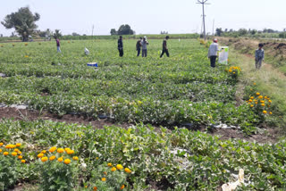 lockdown farmers