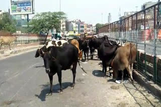 People getting trouble due to accumulation of stray animals near Dabri Fruit Market Delhi lockdown