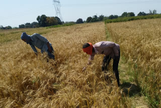 किसानों पर लॉकडाउन का असर