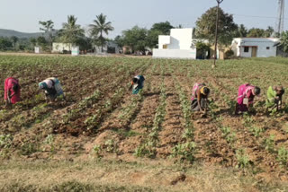 daily wages affected due to the curfew of coronavirus