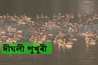 DIGHALI PUKHURI MIGRATORY BIRD