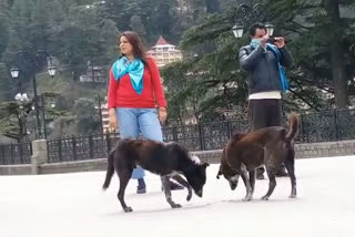 two people feeding dog in shimla