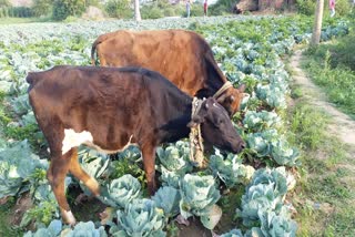 No sale of vegetables due to lockdown in ranchi