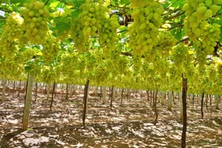 grapes are rotting in land due to corona effect