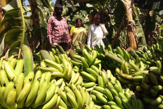 Loss of lakh of rupees to banana growers