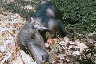 സൂര്യാഘാതം പോത്ത് ചത്തു, നിലമ്പൂർ  buffalo died in Nilambur  സൂര്യാഘാതം