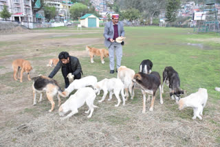 govind singh appeal to feed stray