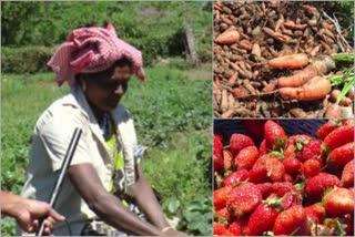 Kerala: Strawberry & carrot growers face problems