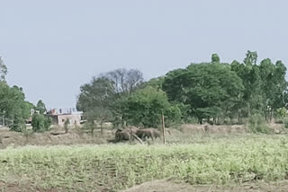 Elephants caused panic and ruined crops in dindori