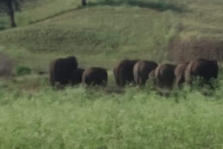 three people died in attack of elephants