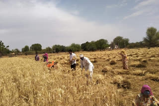 किसान ने दान की गेंहू , Lock down in jodhpur,  Farmer donated wheat