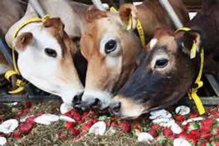 Farmers Feed Broccoli, Strawberries To Cattle