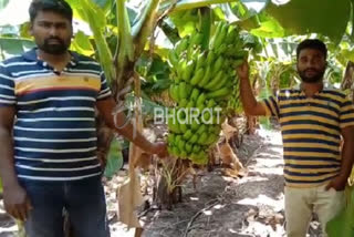 Banana planters