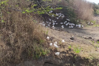 thousand of chikens feft  cow farm  at vasant nagar in fear of corona virus