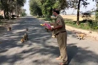 कोतवाल राजीव सिंह ने भूखे बंदरों खिलाया चना और अंगूर.