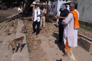 SDM feed monkey during lockdown in rohtas